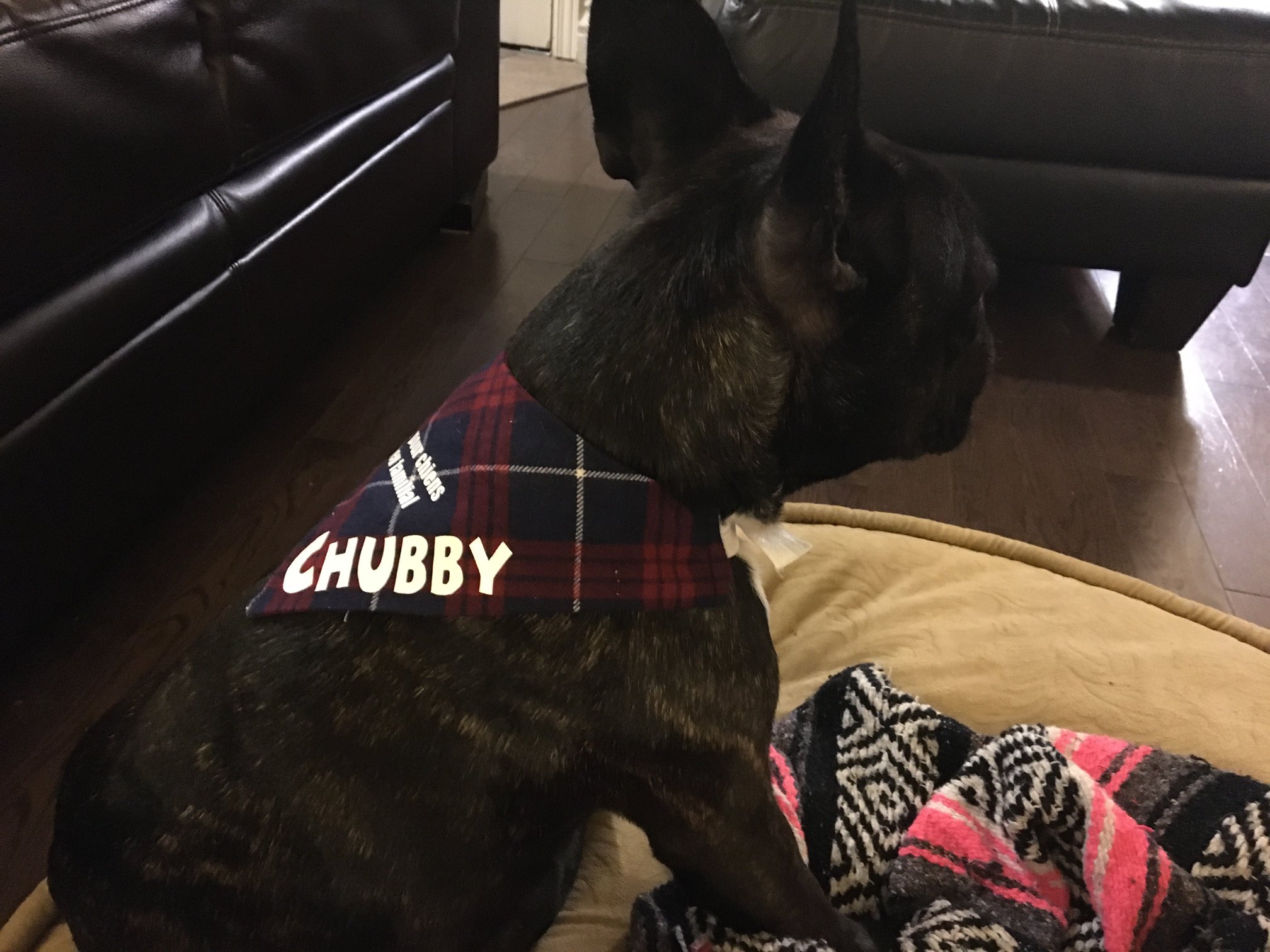 Bulldog francais - Chubby avec son nouveau foulard