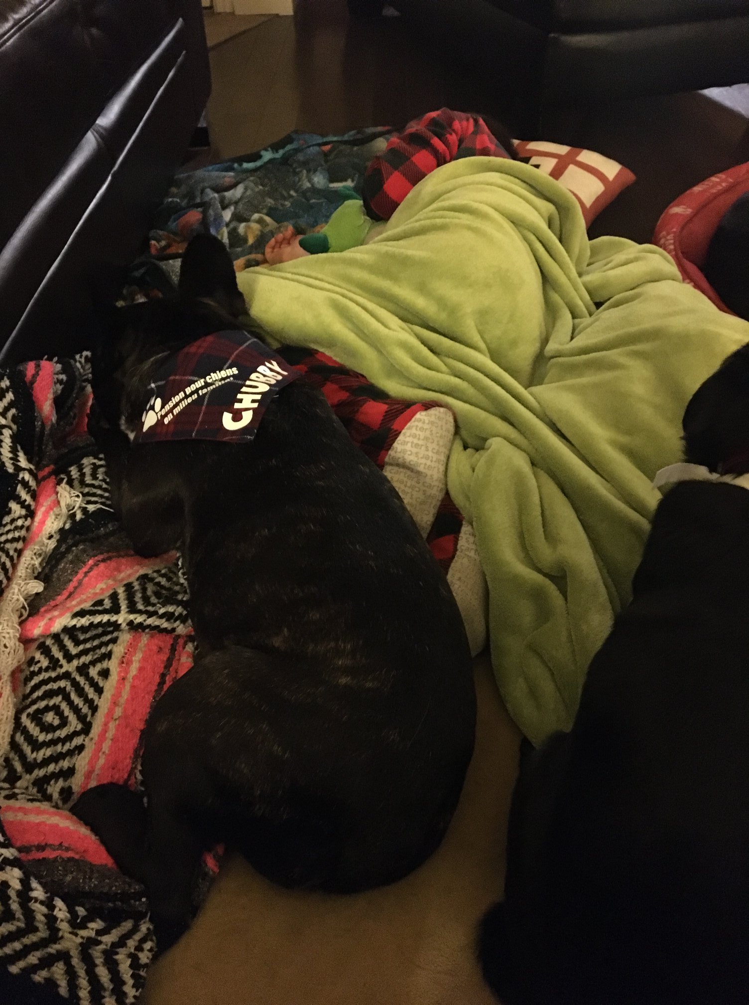 Bulldog francais - Chubby pour la sieste