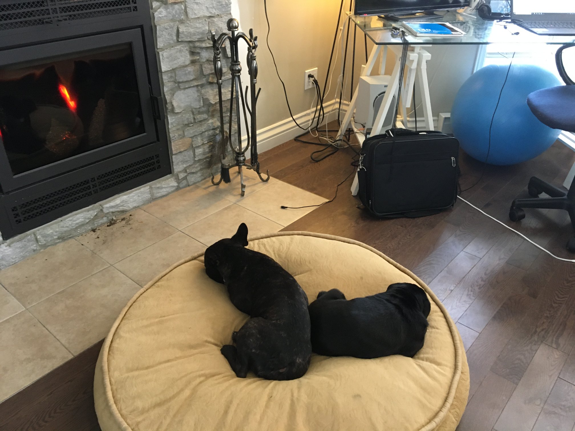 Bulldog francais - Chubby & Bubu à la chaleur du foyer!