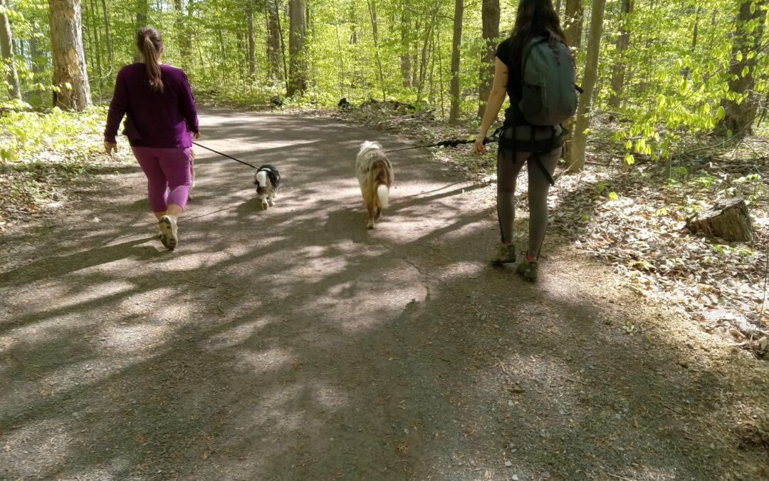 Trois types de ceinture pour promener votre chien : Choisissez celui qui vous convient le mieux !