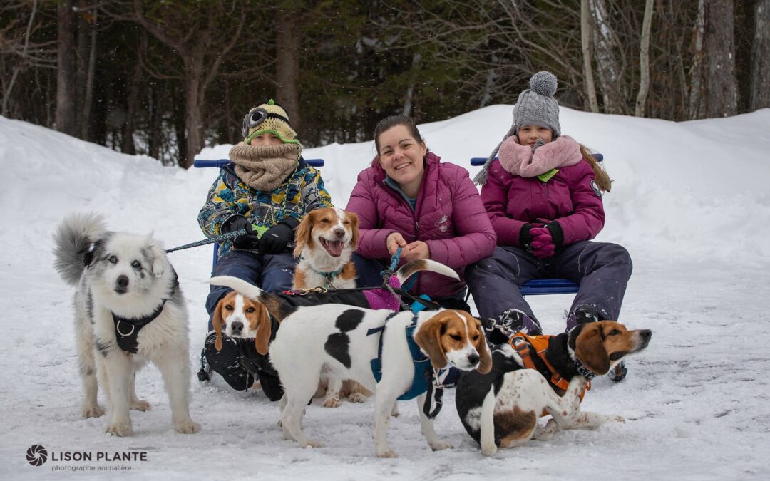 Trottinettes des neiges avec chien